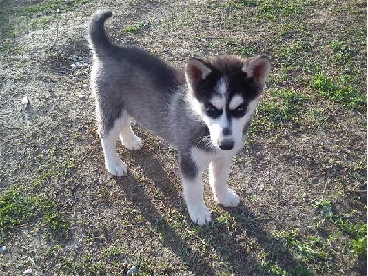 Husky καθαροαιμα κουταβια αποστολή σε όλη την ελλάδα  6979314054...